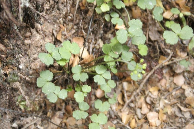 Azorella allanii photo 5