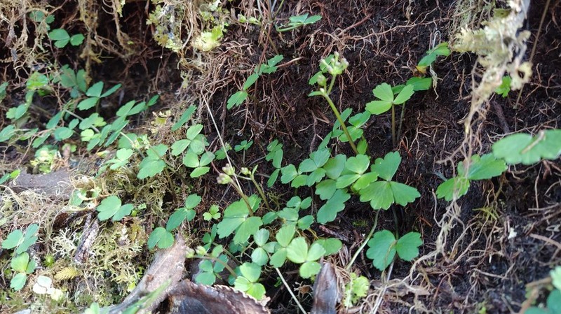 Azorella allanii photo 6