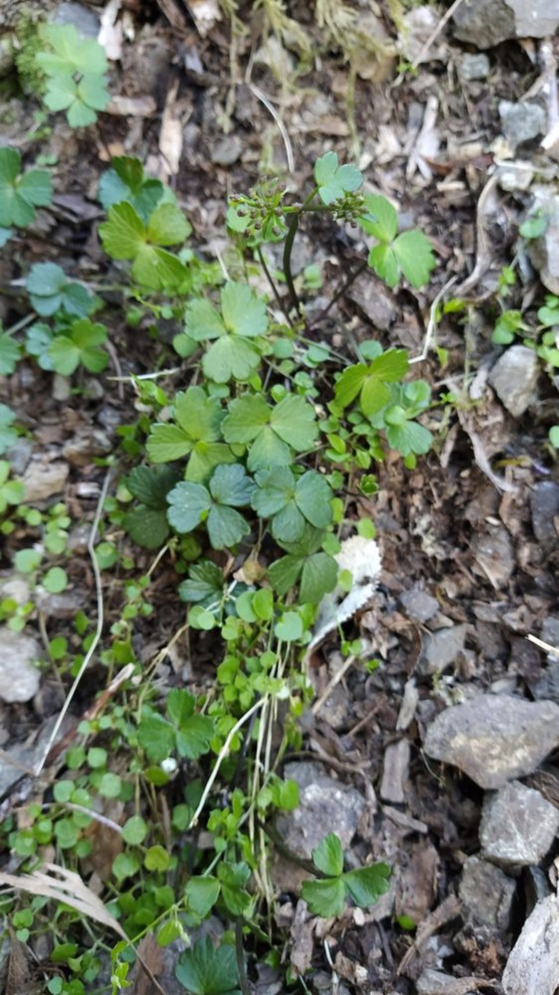 Azorella allanii photo 7
