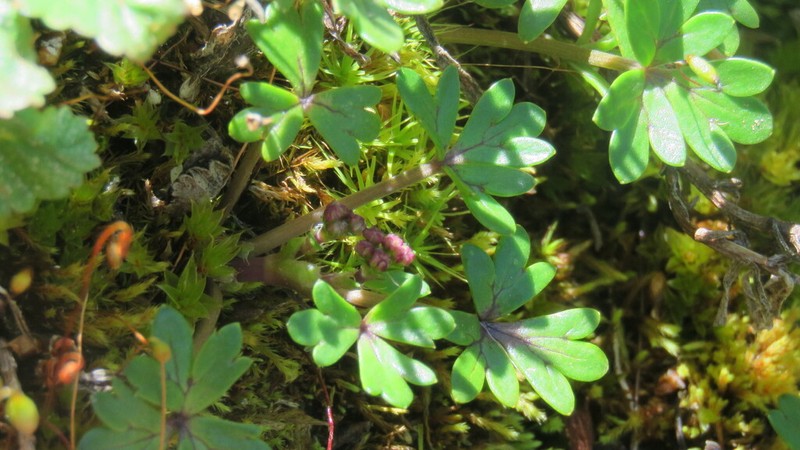 Azorella boelckei photo 2