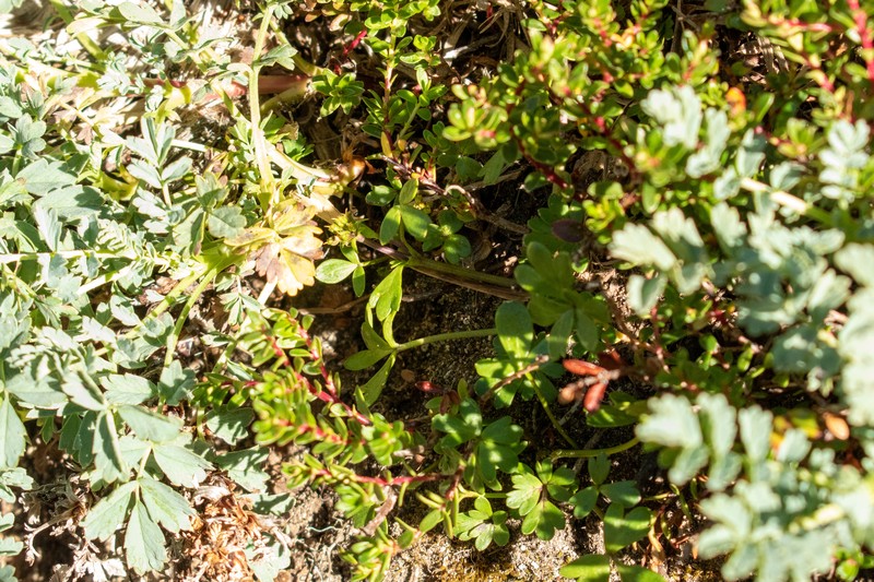 Azorella boelckei photo 4