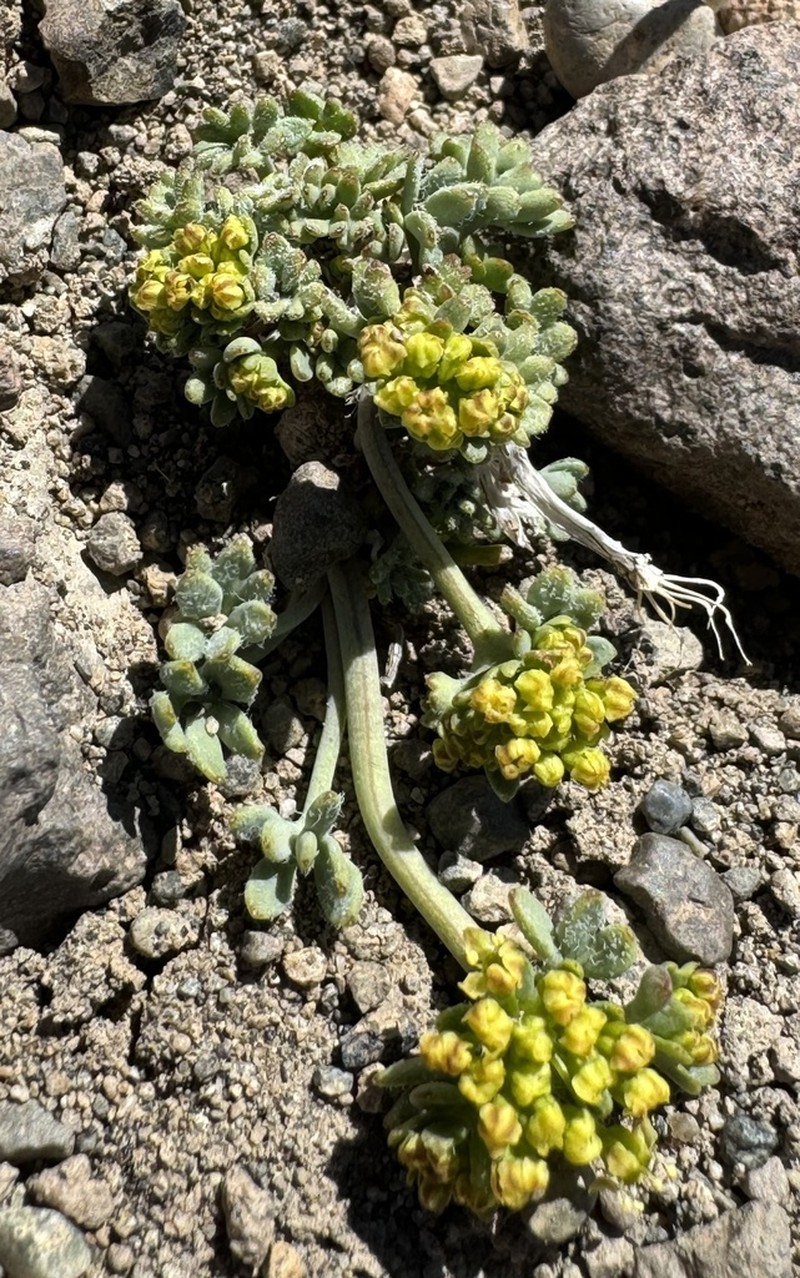 Azorella burkartii photo 2