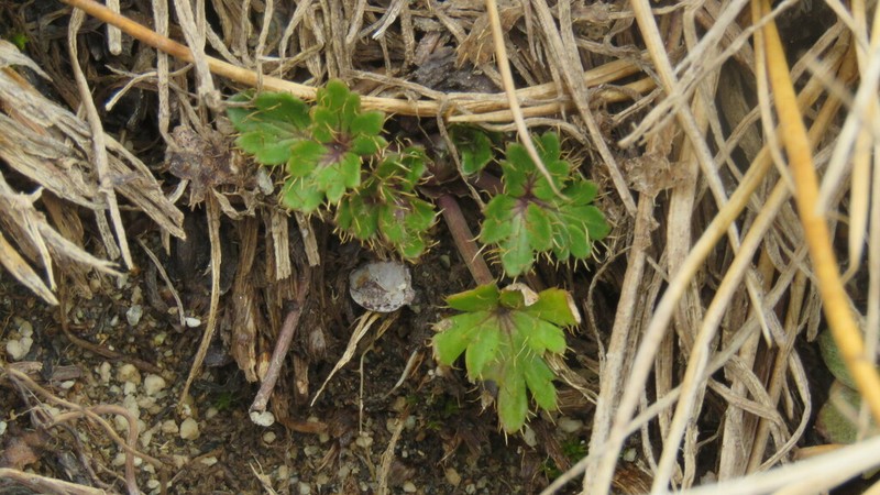 Azorella burkartii photo 4