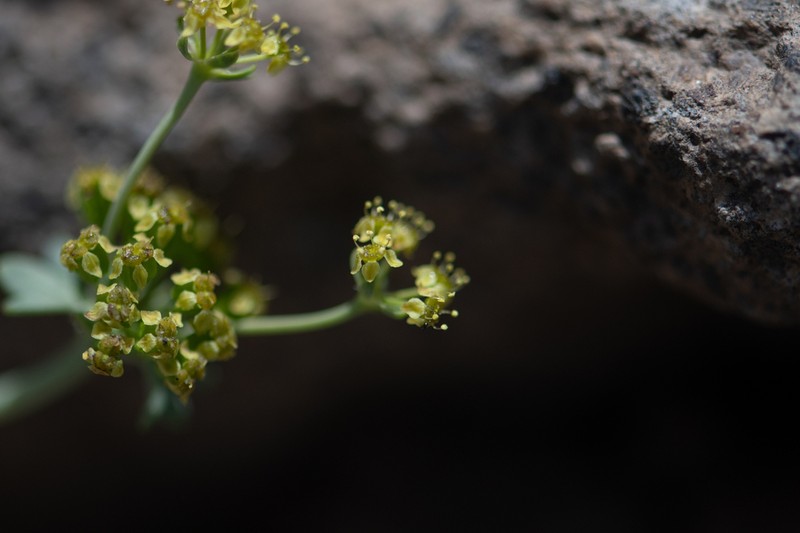 Azorella burkartii photo 5