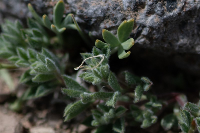 Azorella burkartii photo 6
