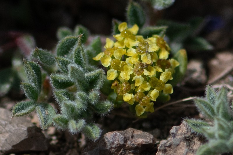 Azorella burkartii photo 7