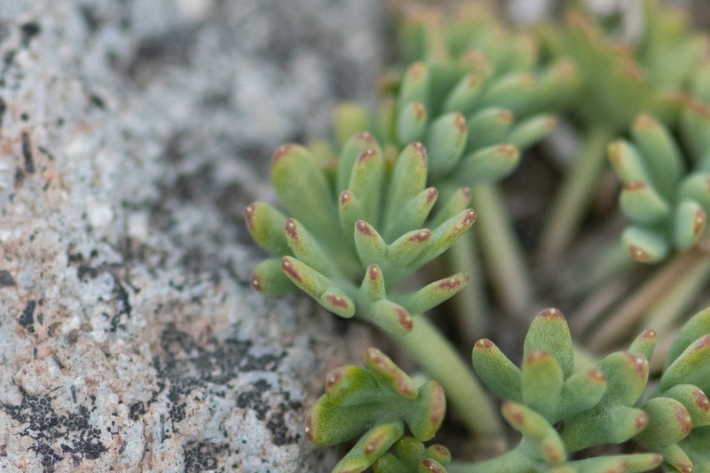 Azorella burkartii photo 8
