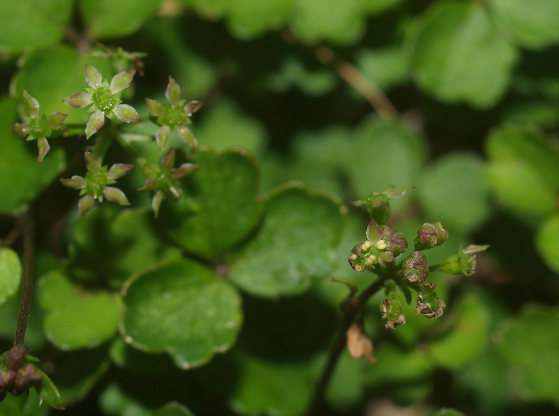 Azorella colensoi photo 3