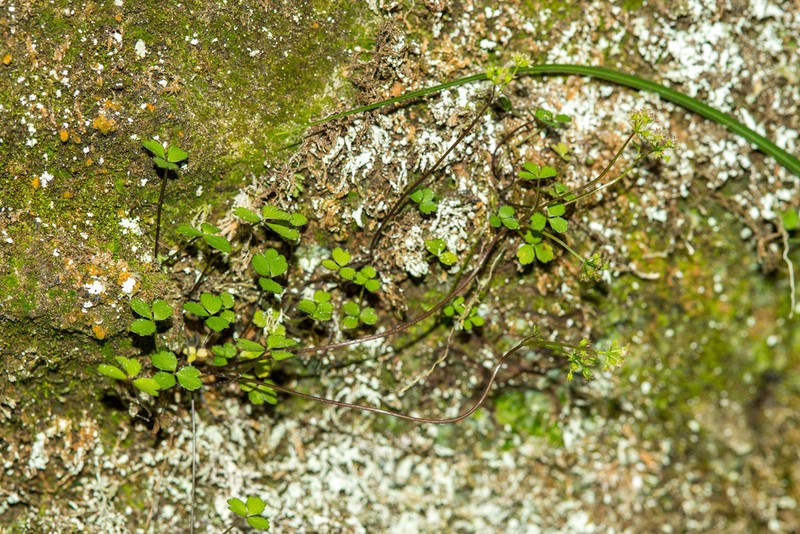 Azorella colensoi photo 4