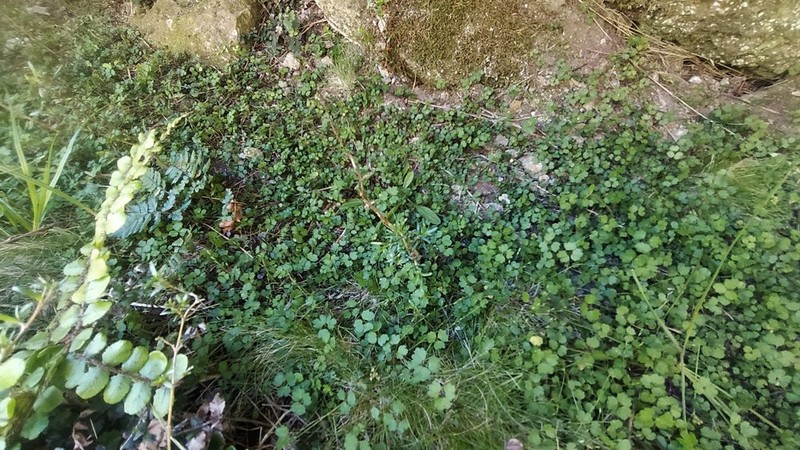 Azorella colensoi photo 7