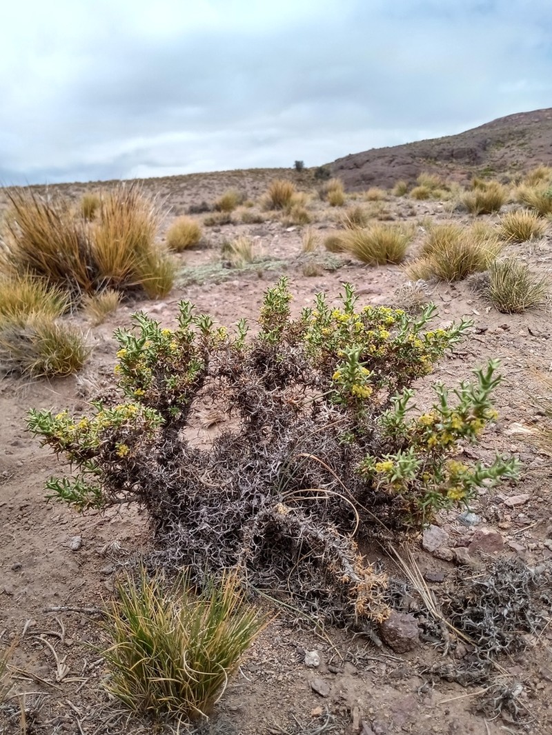 Azorella echegarayi