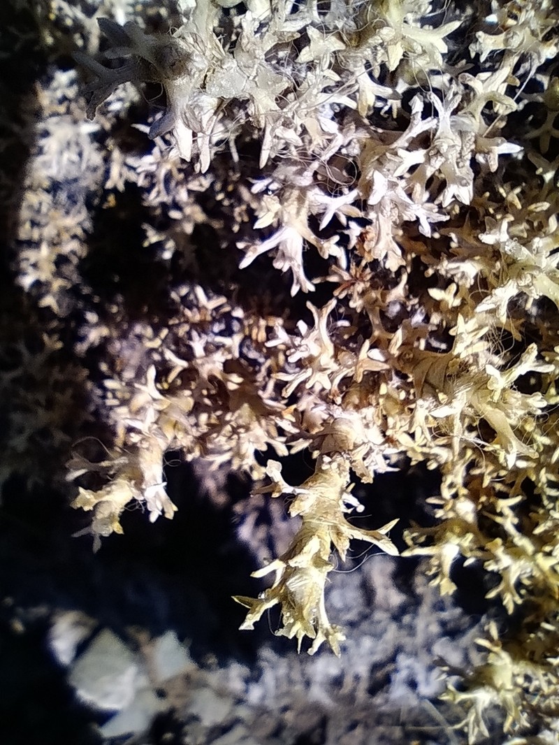 Azorella echegarayi photo 2