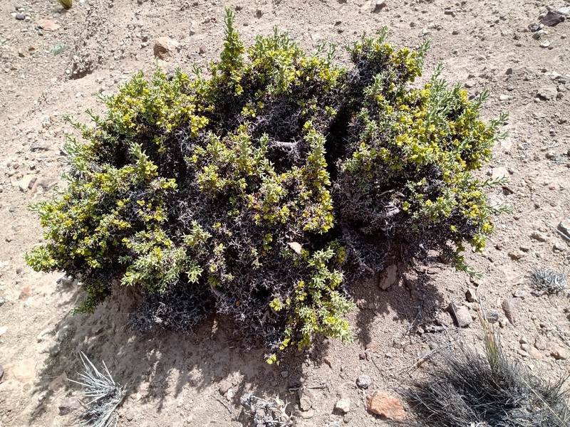Azorella echegarayi photo 3