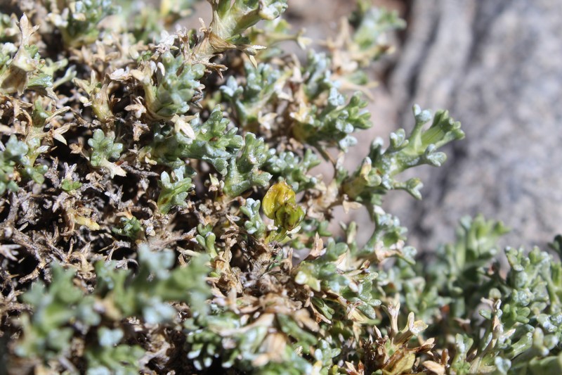 Azorella echegarayi photo 6