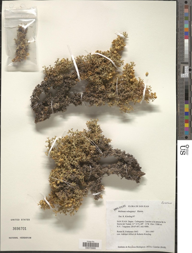 Azorella echegarayi photo 8
