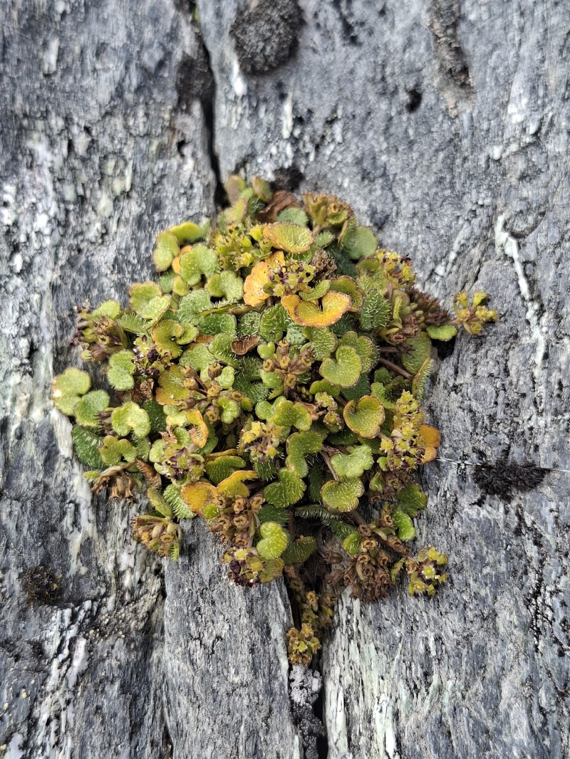 Azorella haastii subsp. cyanopetala
