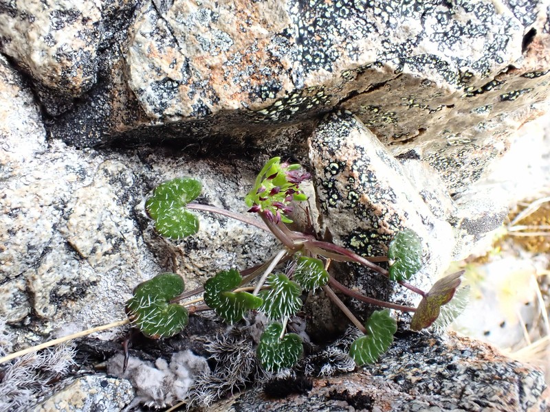 Azorella haastii subsp. cyanopetala photo 2