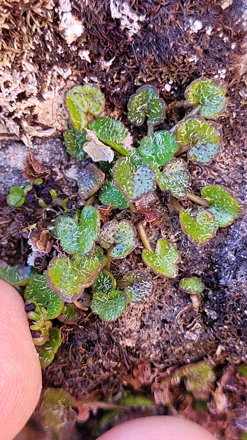 Azorella haastii subsp. cyanopetala photo 3