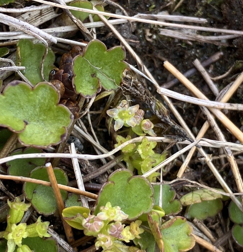 Azorella haastii subsp. haastii