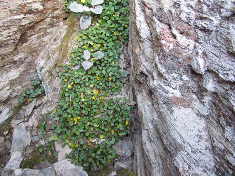Azorella haastii subsp. haastii photo 2