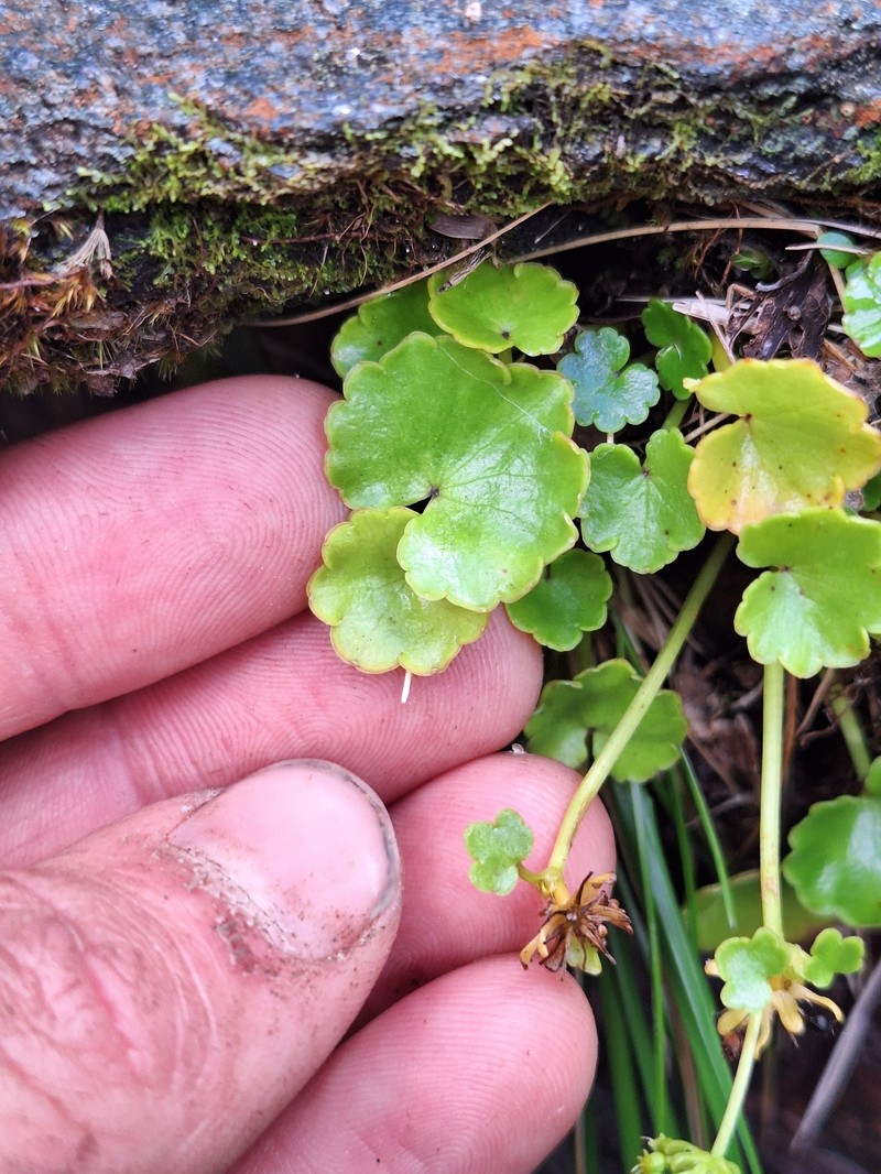 Azorella haastii subsp. haastii photo 3