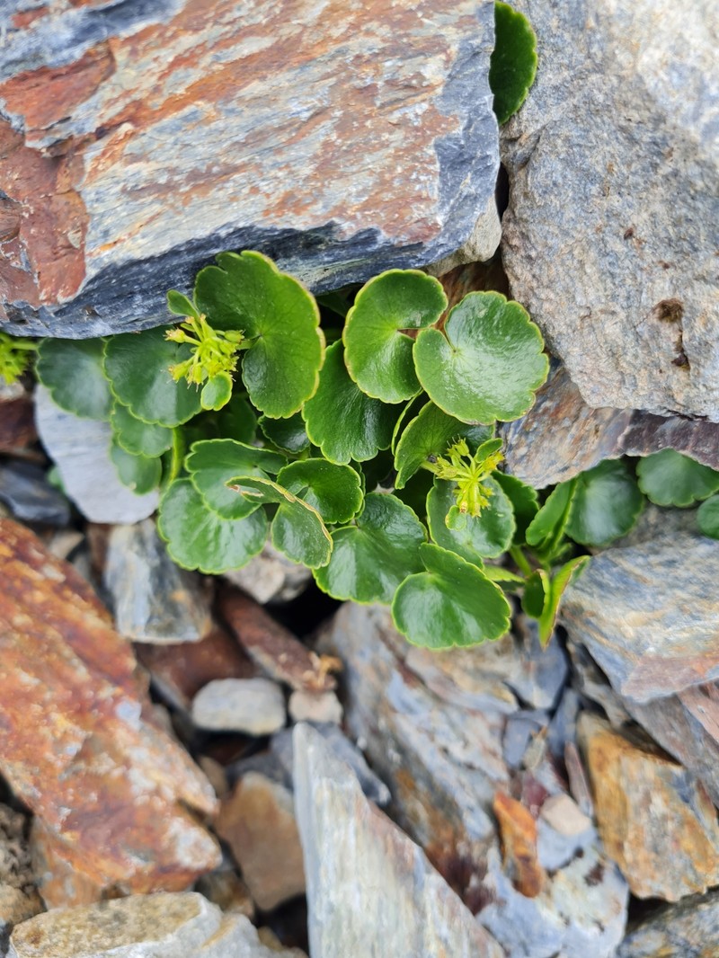 Azorella haastii subsp. haastii photo 4