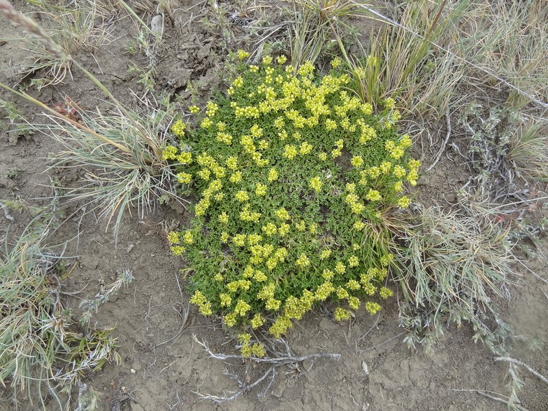 Azorella hallei