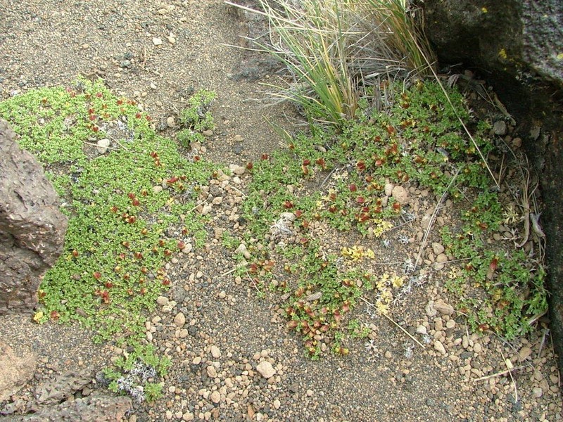 Azorella hallei photo 2