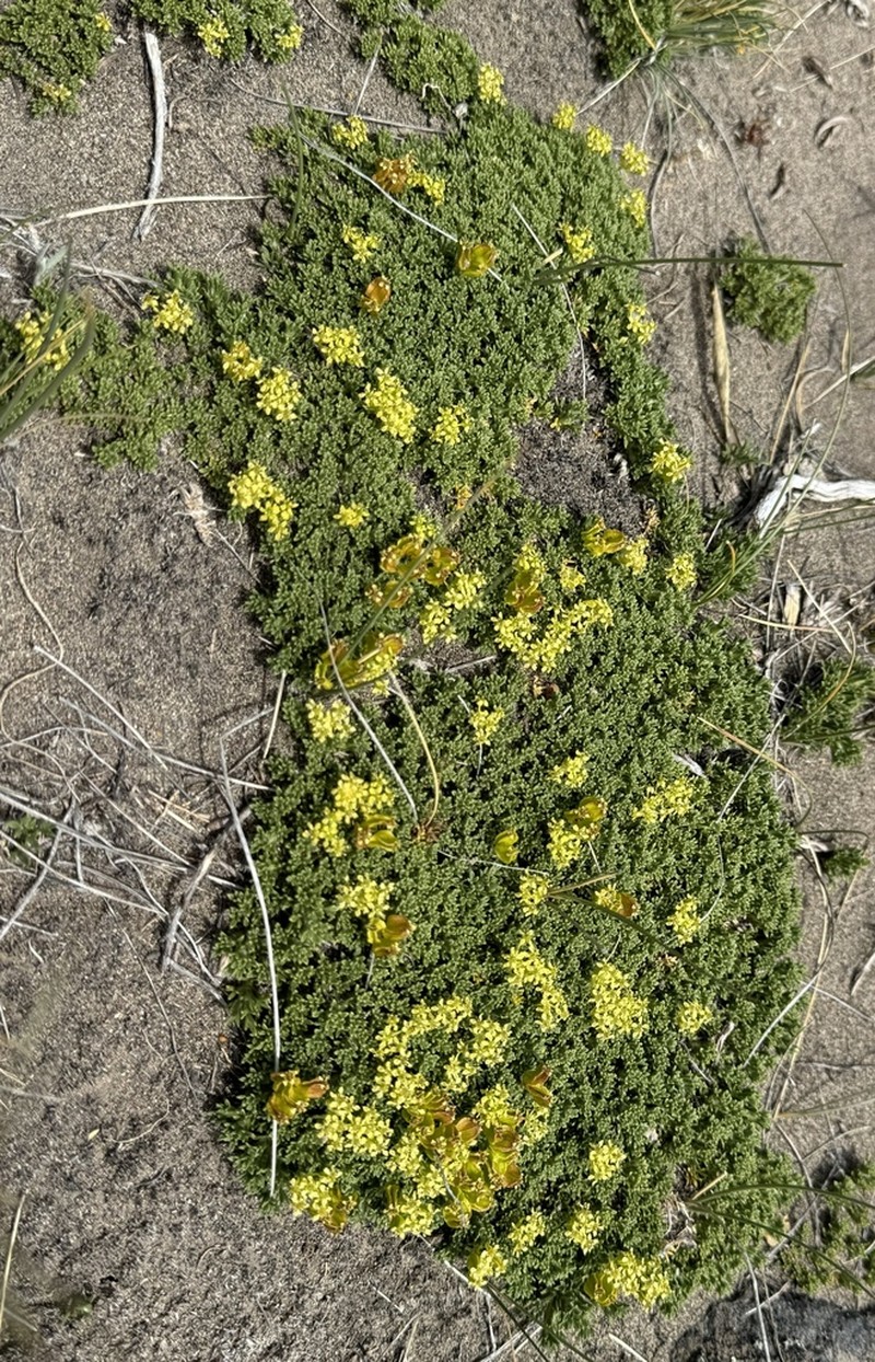 Azorella hallei photo 3