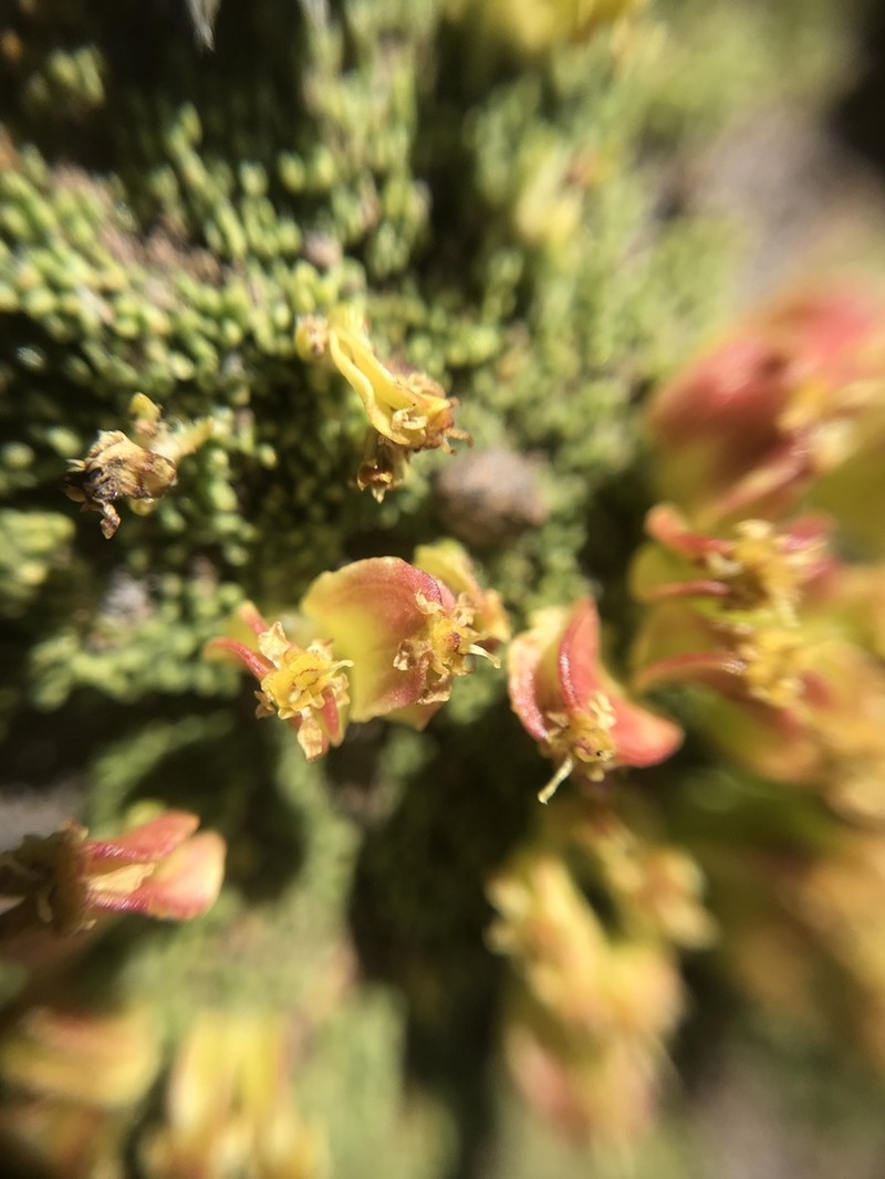 Azorella hallei photo 4