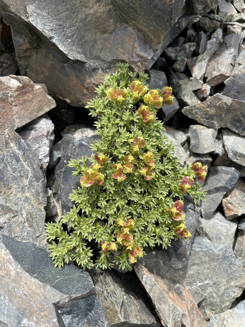 Azorella hallei photo 5