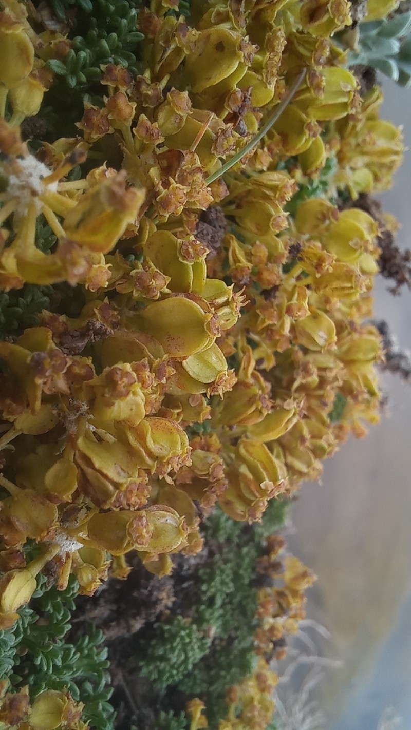 Azorella hallei photo 6