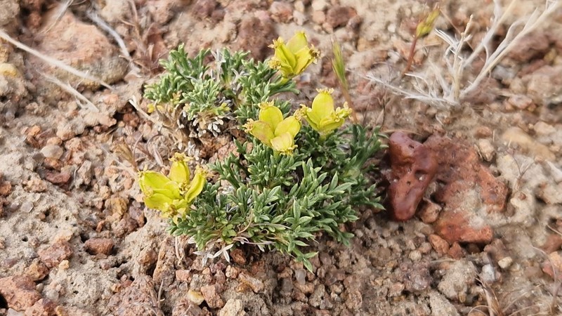 Azorella hallei photo 7