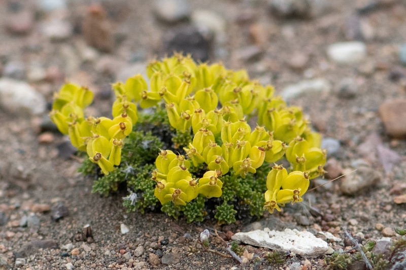 Azorella hallei photo 8