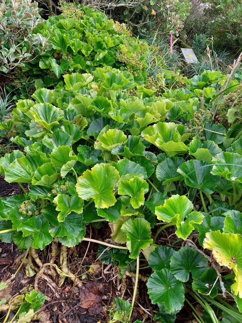 Azorella lyallii