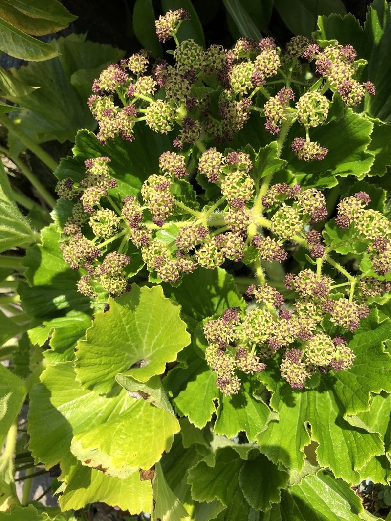 Azorella lyallii photo 3