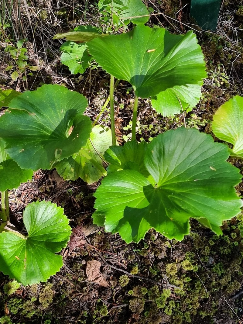 Azorella lyallii photo 4