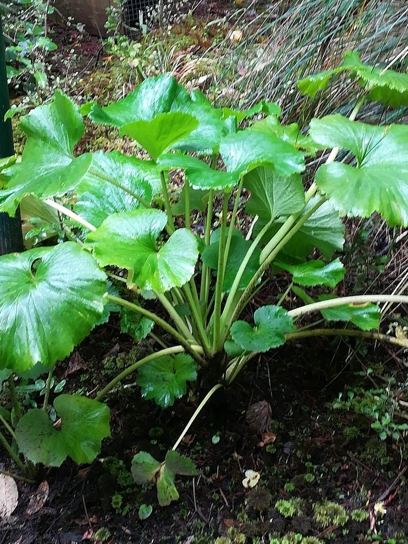 Azorella lyallii photo 6