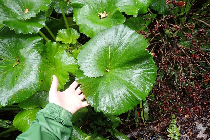 Azorella lyallii photo 8