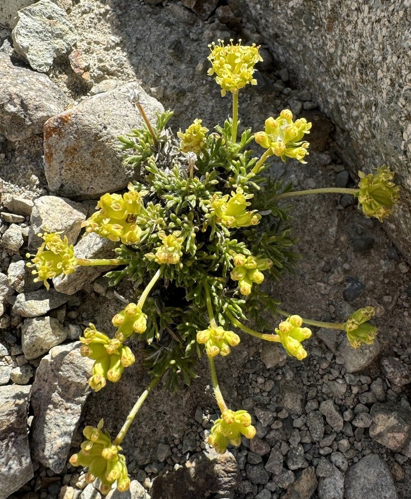 Azorella microphylla