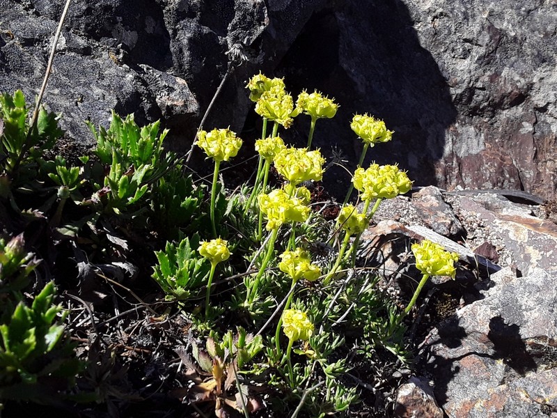 Azorella microphylla photo 2