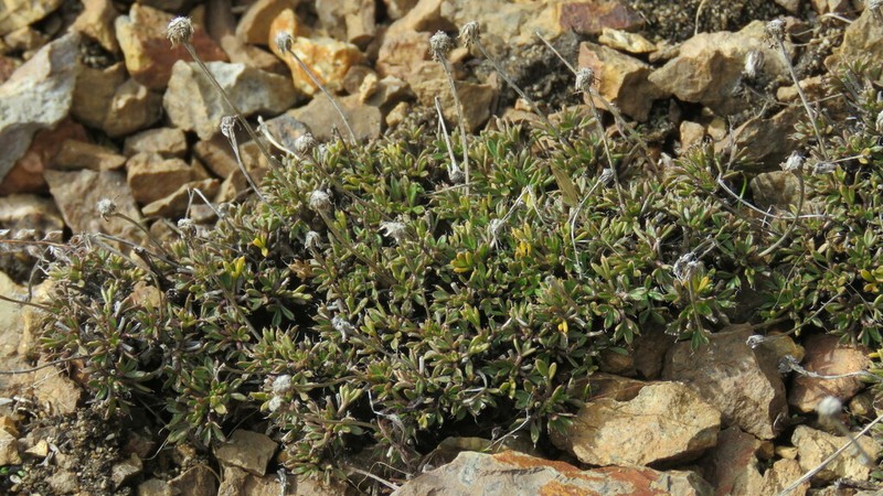 Azorella microphylla photo 3