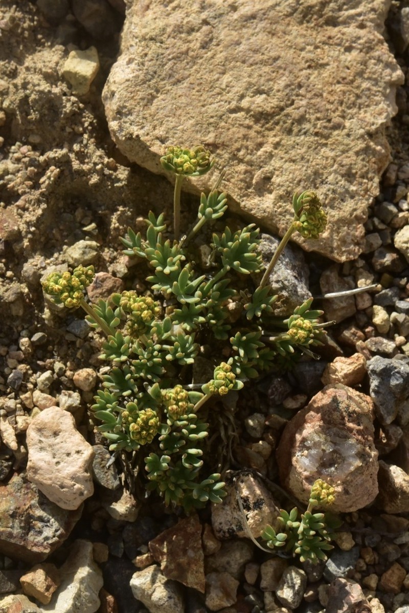 Azorella microphylla photo 4