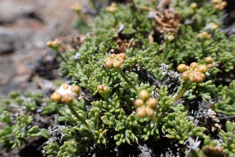 Azorella microphylla photo 5