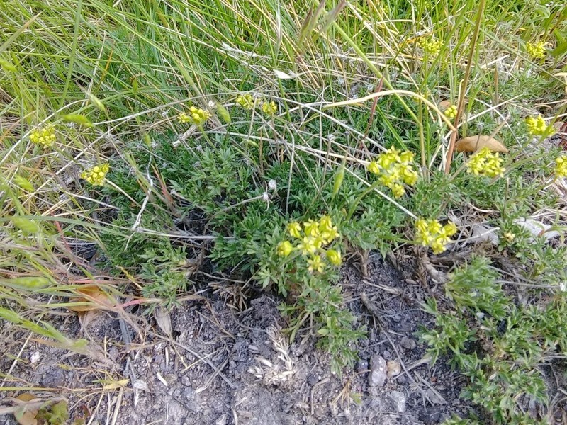 Azorella microphylla photo 6