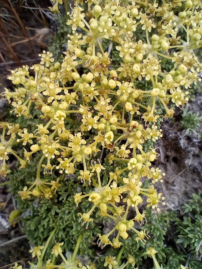 Azorella microphylla photo 7