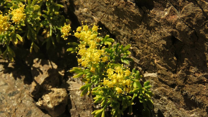 Azorella microphylla photo 8