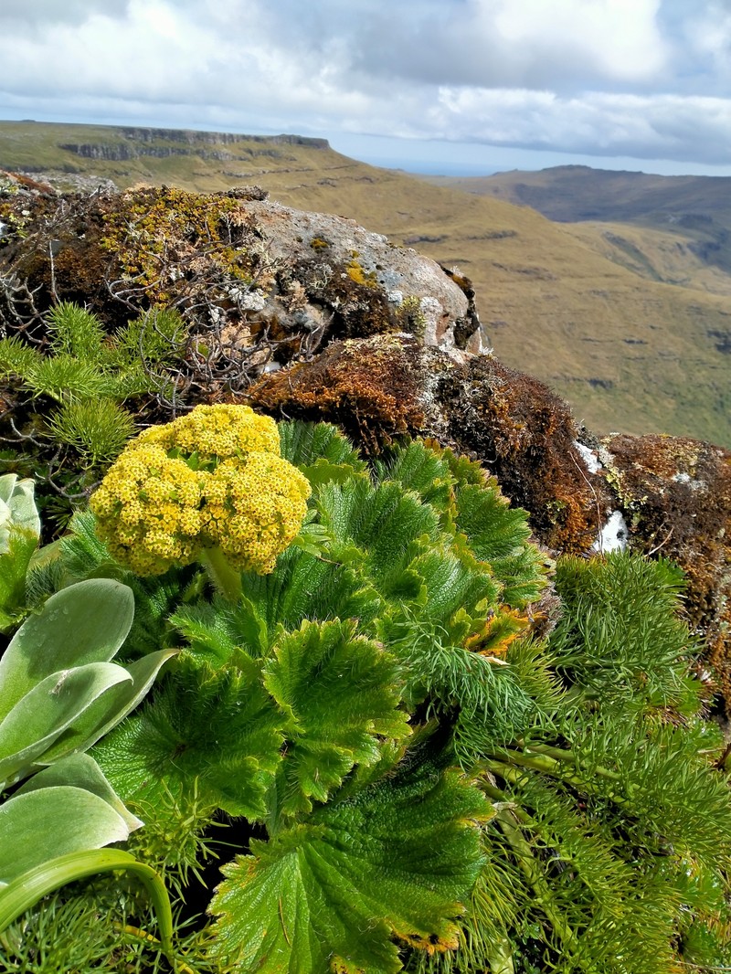 Azorella polaris