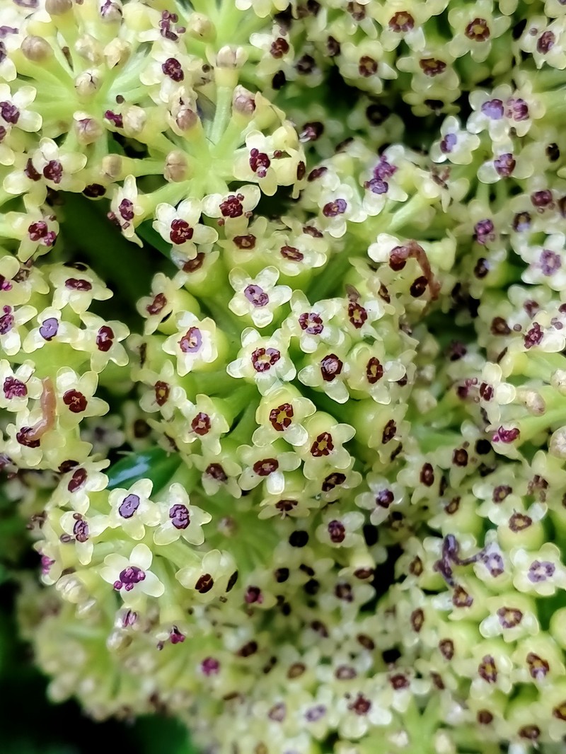 Azorella polaris photo 2