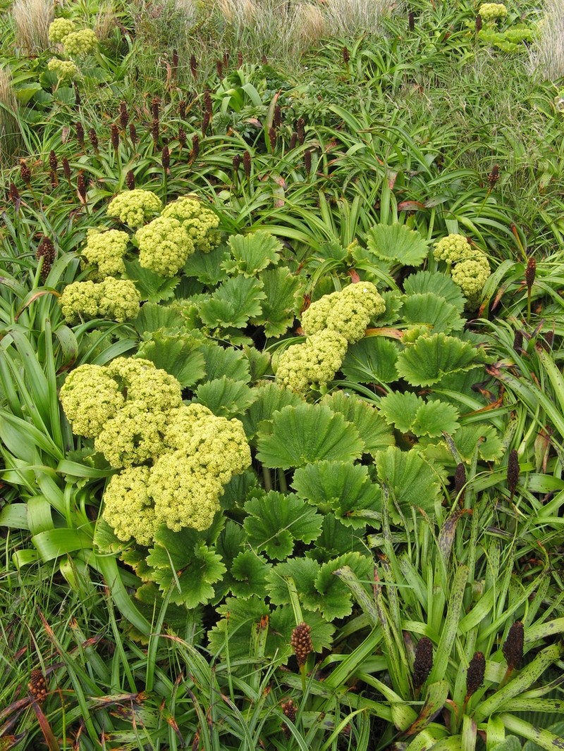 Azorella polaris photo 3